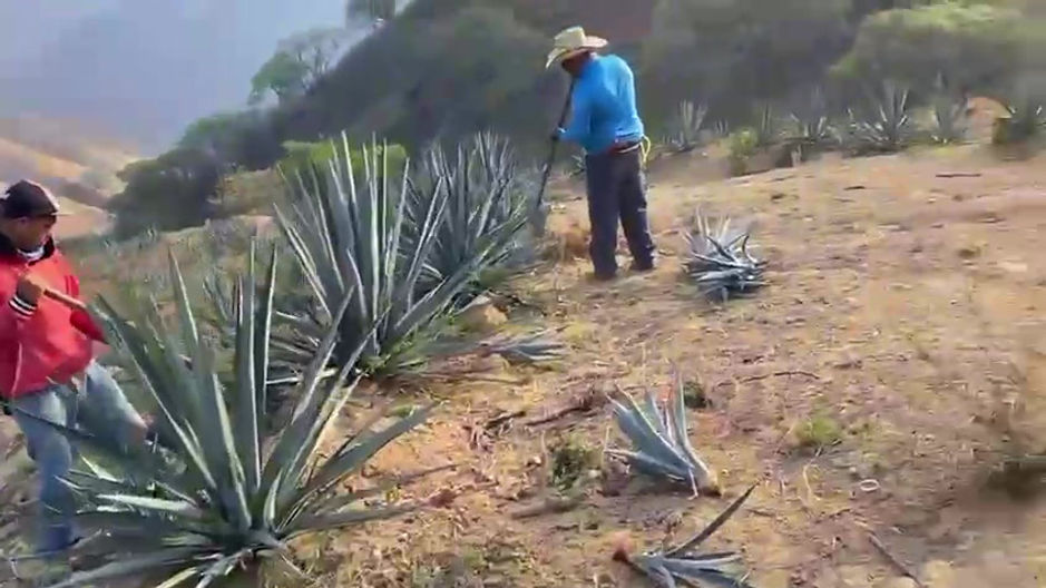 Agave 6-2-2024